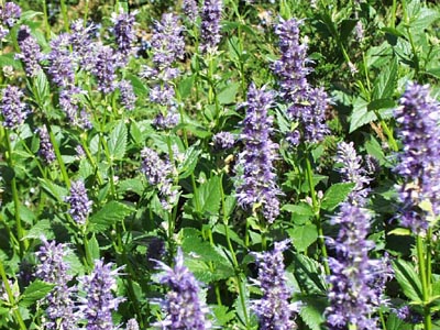 giant_hyssop_large.jpg