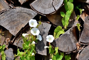bindweed