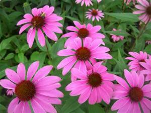 Echinacea Purpurea