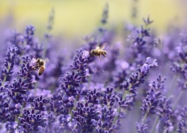 Lavender Essential Oil