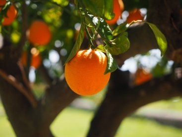 Tangerine Essential Oil