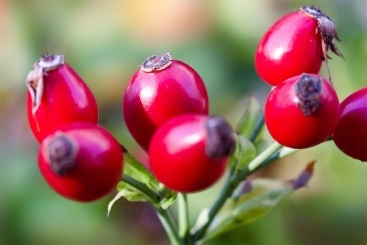 Rose Hips