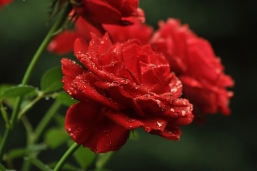 Rose Petals